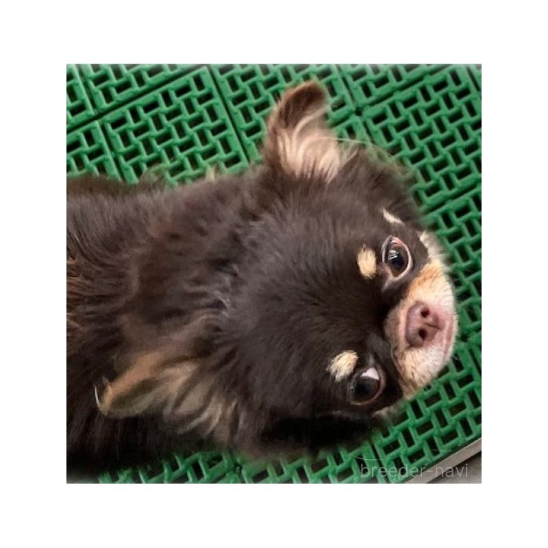 ピュアリちゃん1枚目